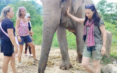La médiation avec les éléphants