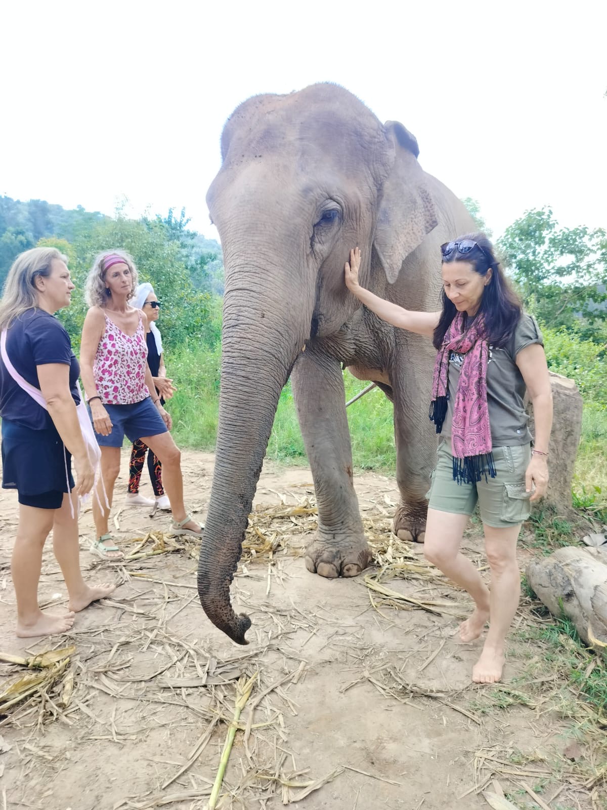La médiation avec les éléphants