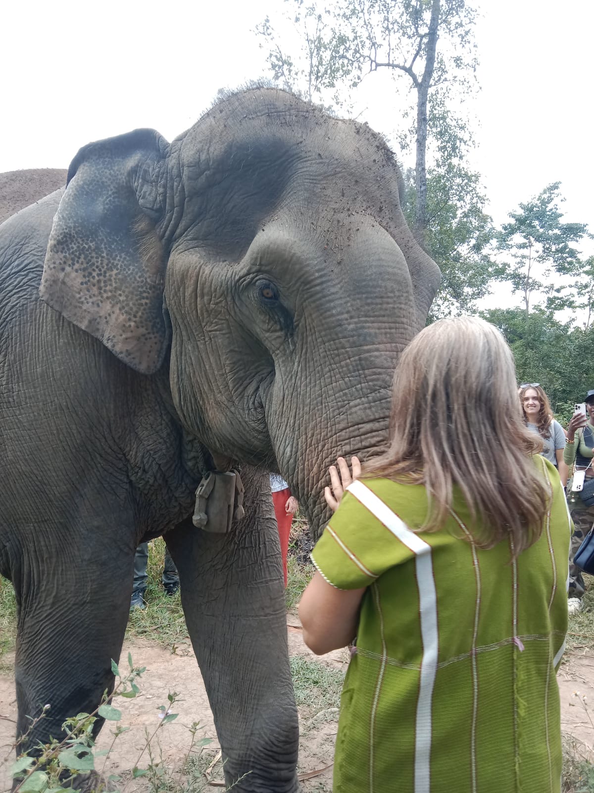 La magie des éléphants vivant dans leur milieu naturel