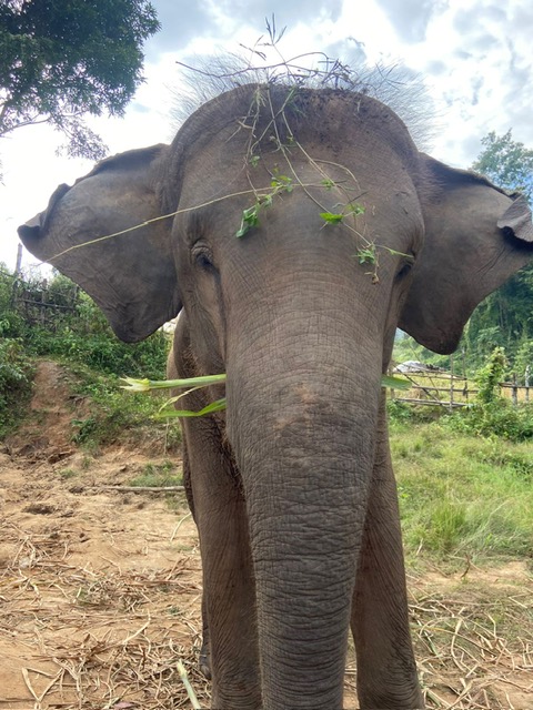 Un elephant en liberté à Elephant Village Sanctuary