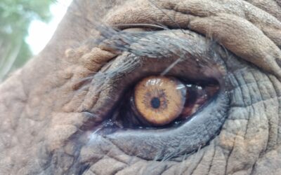 Voyage initiatique au Laos : partir à la rencontre de soi grâce à la sagesse des éléphants
