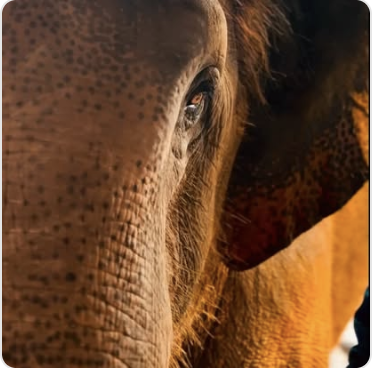 Baan Maman Elephant