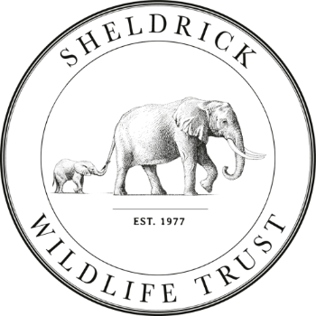 Best known for our work to protect elephants, the Sheldrick Wildlife Trust (SWT)