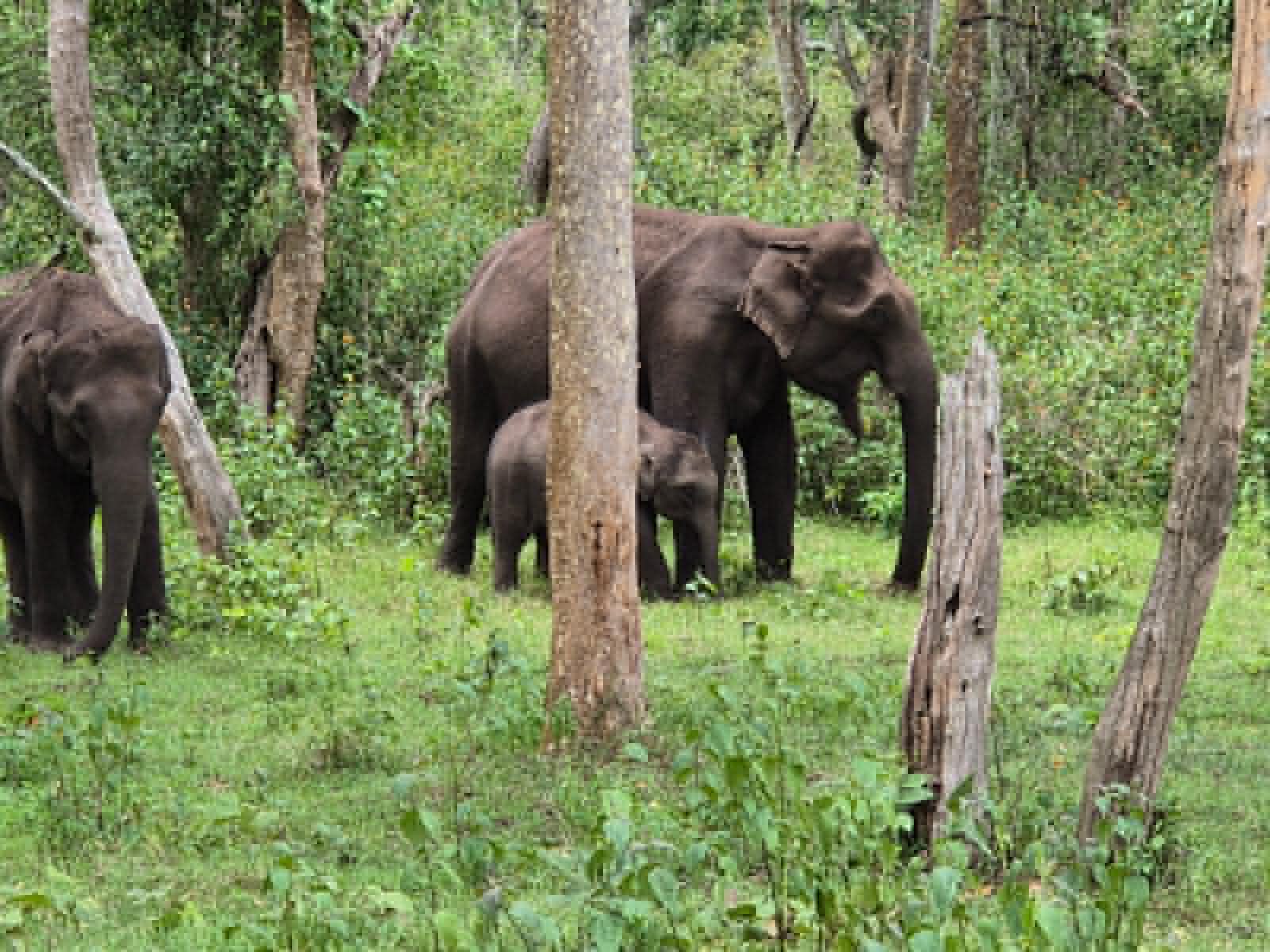 Éléphants en liberté dans la nature